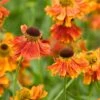 Helenium 'Moerheim Beauty' -GardenJoy Sales Store HELE V59134 A h