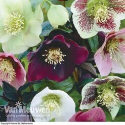 Hellebore X Hybridus 'Mixed' (Lenten Rose) -GardenJoy Sales Store HELL 61223 B1