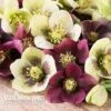 Hellebore X Hybridus 'Mixed' (Lenten Rose) -GardenJoy Sales Store HELL 61223 C