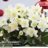 Hellebore 'Christmas Rose' -GardenJoy Sales Store HELL 68165 A