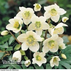 Hellebore 'Christmas Rose' -GardenJoy Sales Store HELL 68165 B