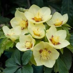 Hellebore 'Single Gold Red' 5 Hellebore 'Single Gold Red' -GardenJoy Sales Store HELL V59142 B h