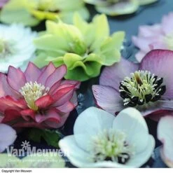 Hellebore 'Breeder's Mix' -GardenJoy Sales Store HELL V78559 A