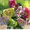 Hellebore 'Breeder's Mix' -GardenJoy Sales Store HELL V78559 A1