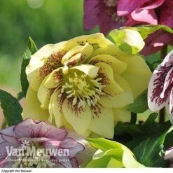 Hellebore 'Breeder's Mix' -GardenJoy Sales Store HELL V78559 C