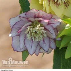 Hellebore 'Breeder's Mix' -GardenJoy Sales Store HELL V78559 D