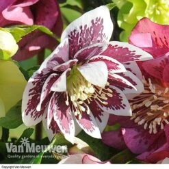 Hellebore 'Breeder's Mix' -GardenJoy Sales Store HELL V78559 E