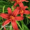 Daylily 'Crimson Pirate' -GardenJoy Sales Store HEME V59612 A