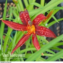 Daylily 'Crimson Pirate' 7 Daylily 'Crimson Pirate' -GardenJoy Sales Store HEME V59612 B