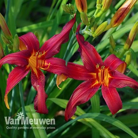 Daylily 'Crimson Pirate' 6 Daylily 'Crimson Pirate' - Image 4