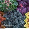 Heuchera 'Mosaic' 1 Heuchera 'Mosaic' -GardenJoy Sales Store HEUC V58448 D