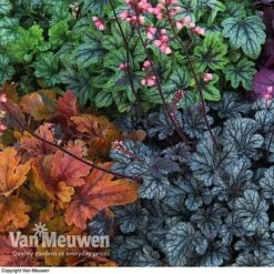 Heuchera 'Mosaic' -GardenJoy Sales Store HEUC V58448 E