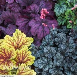 Heuchera 'Mosaic' -GardenJoy Sales Store HEUC V58448 F