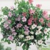 Hibiscus 'Tricolour' (Standard) -GardenJoy Sales Store HIBI 64510VB A h