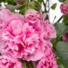 Hollyhock Rosea 'Pleniflora' -GardenJoy Sales Store HOLL V59528 A h