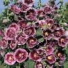 Hollyhock 'Crème De Cassis' -GardenJoy Sales Store HOLL V65472 A h