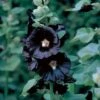 Hollyhock 'Nigra' 2 Hollyhock 'Nigra' -GardenJoy Sales Store HOLL V65474 A h