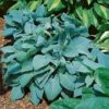 Hosta 'Fragrant Blue' -GardenJoy Sales Store HOST V63461 A h