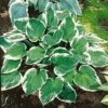 Hosta 'Minuteman' -GardenJoy Sales Store HOST V63464 A h