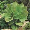 Hosta 'Sum And Substance' -GardenJoy Sales Store HOST V63468 A h