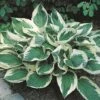Hosta 'Wide Brim' -GardenJoy Sales Store HOST V63469 A h