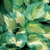 Hosta 'Great Expectations' -GardenJoy Sales Store HOST V63470 A h