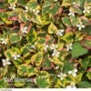 Houttuynia Cordata 'Chameleon' -GardenJoy Sales Store HOUT V59309 A