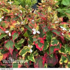 Houttuynia Cordata 'Chameleon' -GardenJoy Sales Store HOUT V59309 D