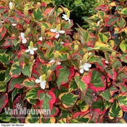 Houttuynia Cordata 'Chameleon' -GardenJoy Sales Store HOUT V59309 E
