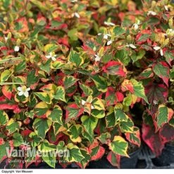 Houttuynia Cordata 'Chameleon' -GardenJoy Sales Store HOUT V59309 F