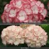 Hydrangea 'Frills' Duo -GardenJoy Sales Store HYDR V74418 A h