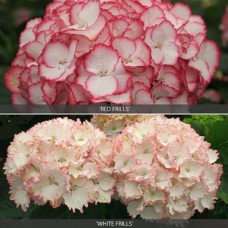 Hydrangea 'Frills' Duo 3 Hydrangea 'Frills' Duo
