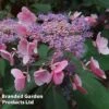 Hydrangea Aspera 'Hot Chocolate' -GardenJoy Sales Store HYDR HOTCHOCOL S54235