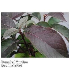 Hydrangea Aspera 'Hot Chocolate' -GardenJoy Sales Store HYDR HOTCHOCOL S54236