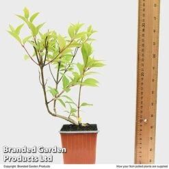 Hydrangea Paniculata 'Magical Moonlight' -GardenJoy Sales Store HYDR MAGICM9CM T49364