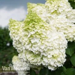 Hydrangea Paniculata 'Magical Moonlight' -GardenJoy Sales Store Hyd MagicalMoon VM 2