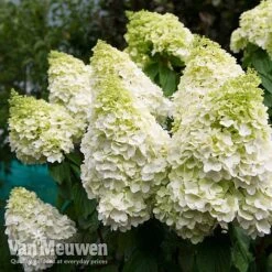 Hydrangea Paniculata 'Magical Moonlight' -GardenJoy Sales Store Hyd MagicalMoon VM 3