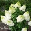 Hydrangea Paniculata 'Magical Moonlight' -GardenJoy Sales Store Hydrangea MagicalMoonlight 1