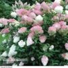 Hydrangea Paniculata 'Vanille Fraise' -GardenJoy Sales Store Hydrangea Vanille Fraise