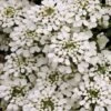 Iberis Sempervirens -GardenJoy Sales Store IBER V65496 A h