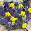 Iris 'Dwarf Collection' 1 Iris 'Dwarf Collection' -GardenJoy Sales Store IRIS 25738V A h