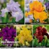 Iris Re-Blooming Collection -GardenJoy Sales Store Iris Re Blooming Collection