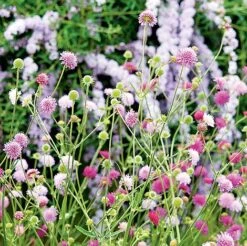 Knautia Macedonica 'Melton Pastels' -GardenJoy Sales Store KNAU MELTONPAS U49880 NOW1