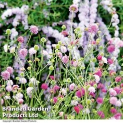 Knautia Macedonica 'Melton Pastels' -GardenJoy Sales Store KNAU MELTONPAS U498801