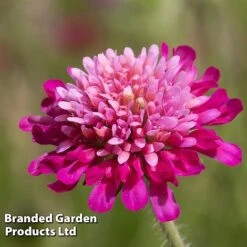 Knautia Macedonica 'Melton Pastels' -GardenJoy Sales Store KNAU MELTONPAS W498781