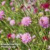 Knautia Macedonica 'Melton Pastels' 1 Knautia Macedonica 'Melton Pastels' -GardenJoy Sales Store KNAU MELTONPAS W498791