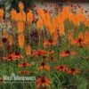 Red Hot Poker 'Mango Popsicle' -GardenJoy Sales Store KNIP V66425 A
