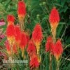 Red Hot Poker 'Papaya Popsicle' -GardenJoy Sales Store KNIP V66427 A