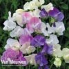 Sweet Pea 'Scent Infusion' -GardenJoy Sales Store LATH V18250 A
