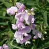 Lathyrus Latifolius 'Rosa Perle' -GardenJoy Sales Store LATH V59624 A h